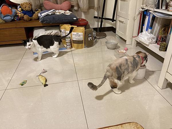 [2024.8]爸媽出國去，把貓貓留在家裡，叔叔阿姨來照顧