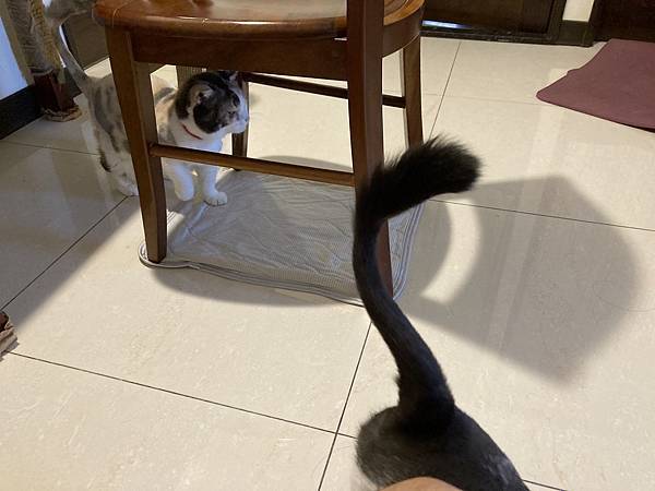 [2024.8]爸媽出國去，把貓貓留在家裡，叔叔阿姨來照顧