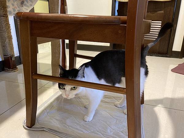 [2024.8]爸媽出國去，把貓貓留在家裡，叔叔阿姨來照顧