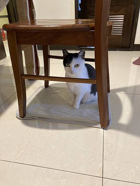 [2024.8]爸媽出國去，把貓貓留在家裡，叔叔阿姨來照顧