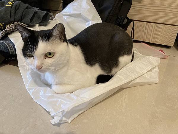 [2024.8]爸媽出國去，把貓貓留在家裡，叔叔阿姨來照顧