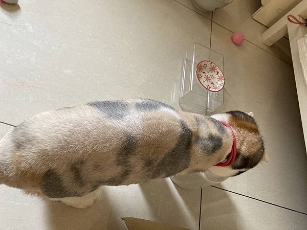 [2024.8]爸媽出國去，把貓貓留在家裡，叔叔阿姨來照顧