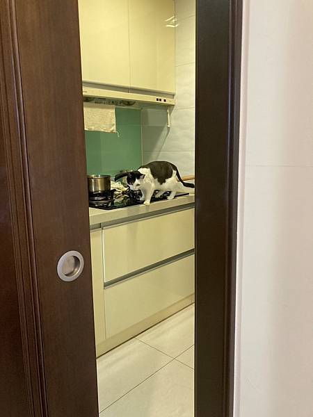 [2024.8]爸媽出國去，把貓貓留在家裡，叔叔阿姨來照顧