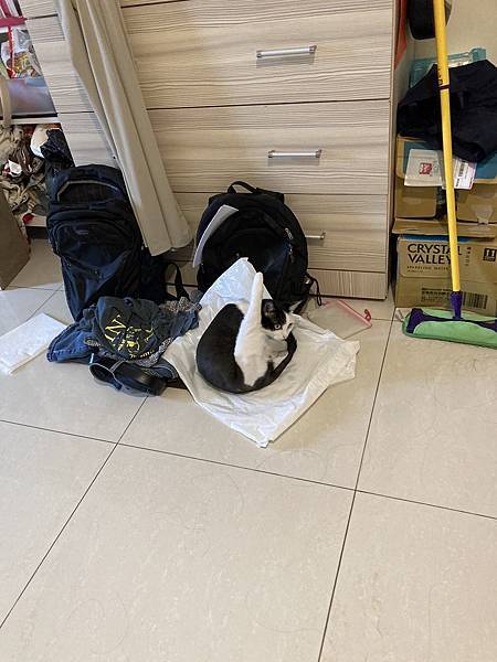 [2024.8]爸媽出國去，把貓貓留在家裡，叔叔阿姨來照顧