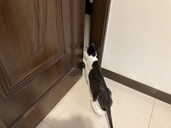 [2024.8]爸媽出國去，把貓貓留在家裡，叔叔阿姨來照顧