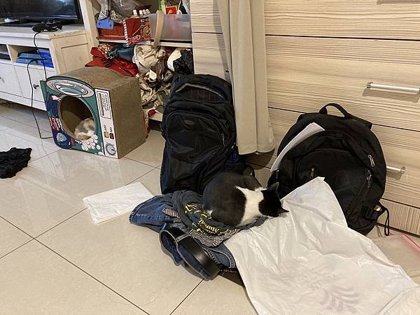 [2024.8]爸媽出國去，把貓貓留在家裡，叔叔阿姨來照顧