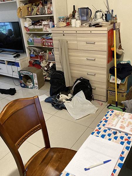 [2024.8]爸媽出國去，把貓貓留在家裡，叔叔阿姨來照顧