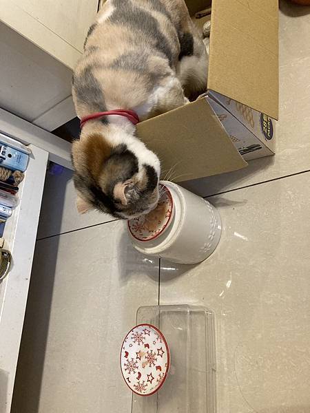 [2024.8]爸媽出國去，把貓貓留在家裡，叔叔阿姨來照顧