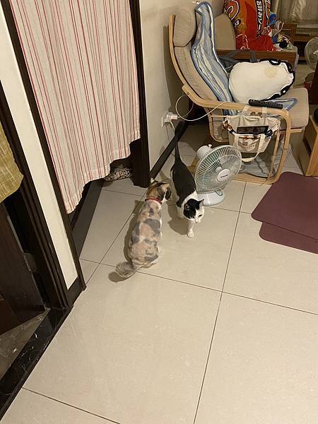 [2024.8]爸媽出國去，把貓貓留在家裡，叔叔阿姨來照顧