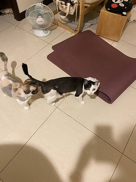 [2024.8]爸媽出國去，把貓貓留在家裡，叔叔阿姨來照顧