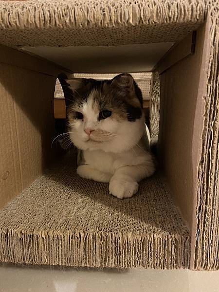 [2024.8]爸媽出國去，把貓貓留在家裡，叔叔阿姨來照顧