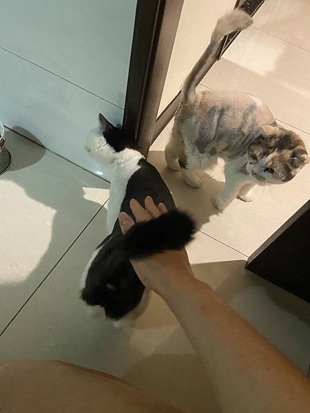 [2024.8]爸媽出國去，把貓貓留在家裡，叔叔阿姨來照顧