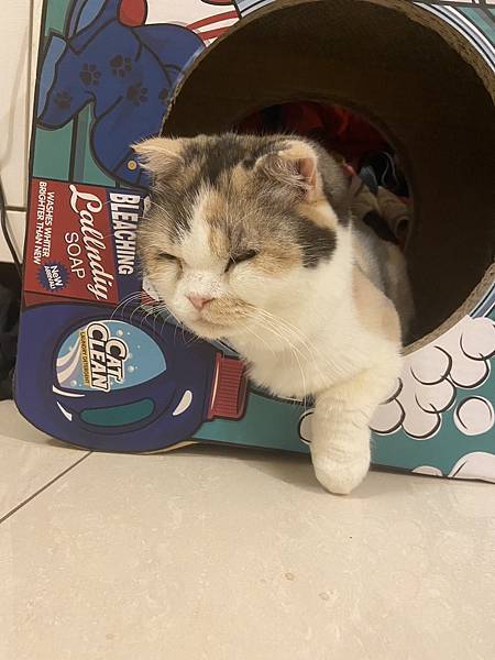 [2024.8]爸媽出國去，把貓貓留在家裡，叔叔阿姨來照顧