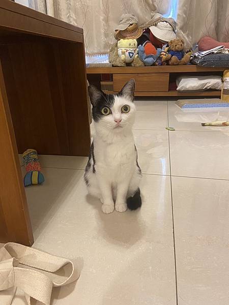 [2024.8]爸媽出國去，把貓貓留在家裡，叔叔阿姨來照顧