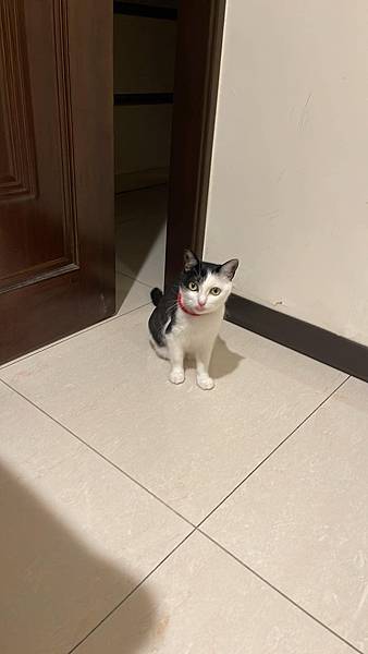 [2024.8]農曆七月 右右你再說甚麼 別嚇媽媽阿