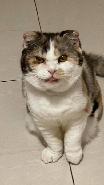 [寵物溝通]爸爸出國前後貓貓心得 右右的預言 花花最喜歡