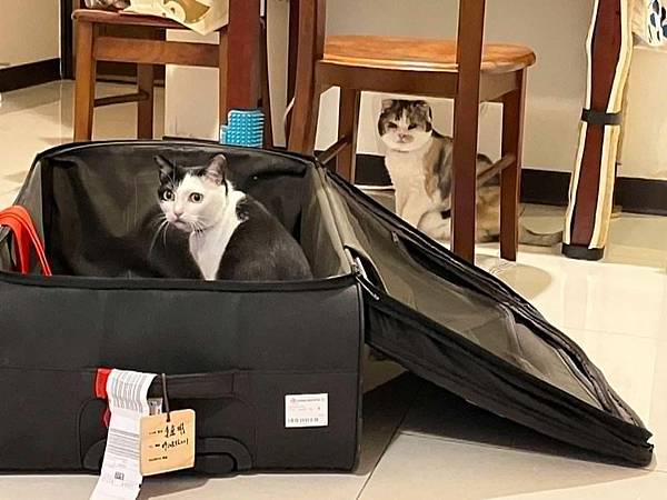 [寵物溝通]爸爸出國前後貓貓心得 右右的預言 花花最喜歡