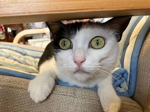 [寵物溝通]爸爸出國前後貓貓心得 右右的預言 花花最喜歡