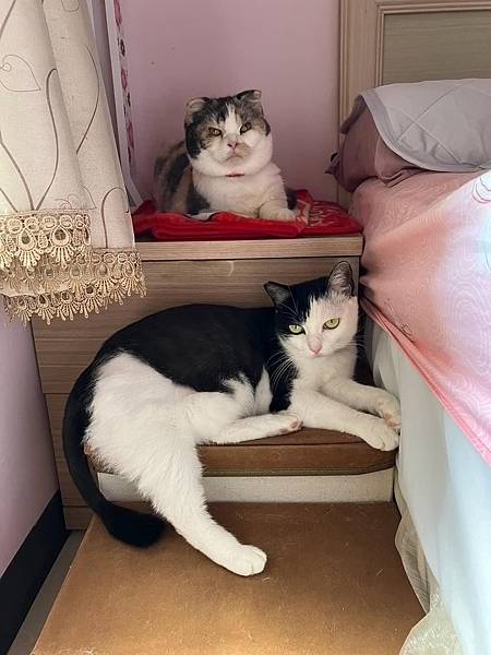 [寵物溝通]爸爸出國前後貓貓心得 右右的預言 花花最喜歡