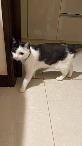 [寵物溝通]爸爸出國前後貓貓心得 右右的預言 花花最喜歡