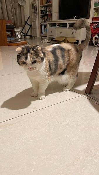 [寵物溝通]爸爸出國前後貓貓心得 右右的預言 花花最喜歡