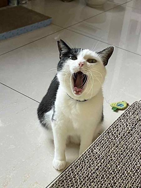 [寵物溝通]亂尿尿的右右花花們