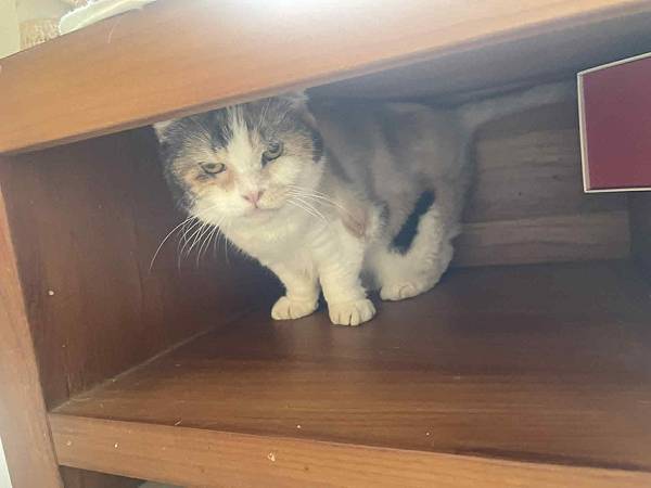 [寵物溝通]亂尿尿的右右花花們