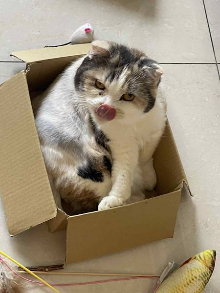 [寵物溝通]亂尿尿的右右花花們