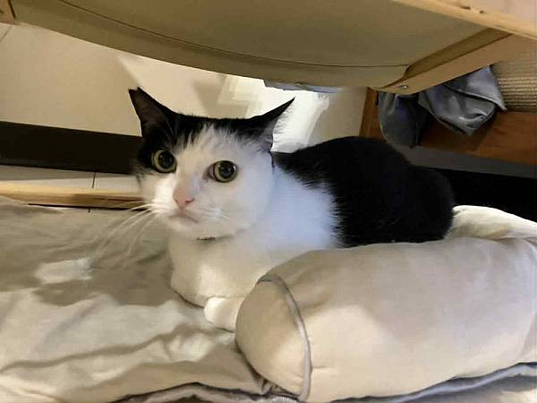 [寵物溝通]亂尿尿的右右花花們