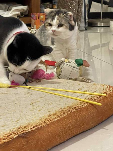 [寵物溝通]爸媽要出國幾天,叮嚀貓貓們