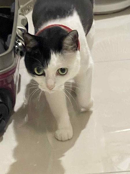 [寵物溝通]爸媽要出國幾天,叮嚀貓貓們