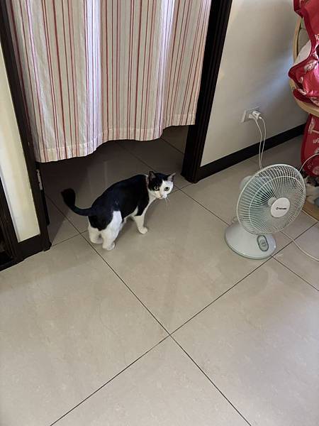 [寵物溝通]爸媽要出國幾天,叮嚀貓貓們