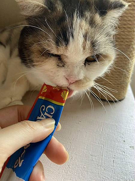 [寵物溝通]爸媽要出國幾天,叮嚀貓貓們