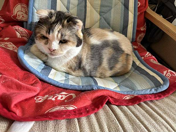 [寵物溝通]爸媽要出國幾天,叮嚀貓貓們