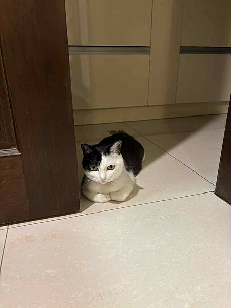 [寵物溝通]爸媽要出國幾天,叮嚀貓貓們