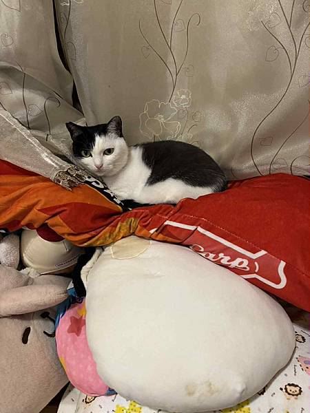 [寵物溝通]爸媽要出國幾天,叮嚀貓貓們