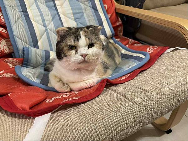 [寵物溝通]爸媽要出國幾天,叮嚀貓貓們