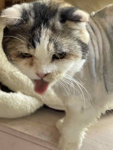 [寵物溝通]2025的第N次剃毛洗澡