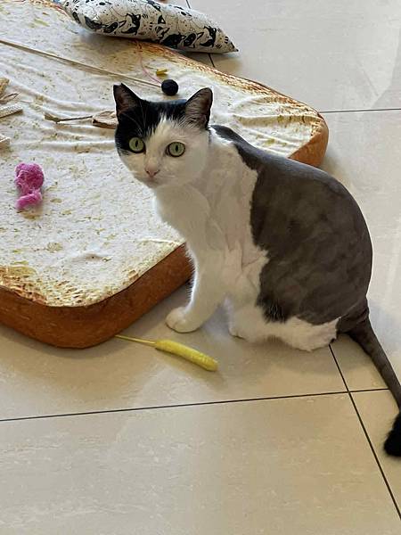 [寵物溝通]2025的第N次剃毛洗澡