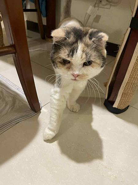 [寵物溝通]爸爸媽媽又出國 貓貓該表達意見了!!