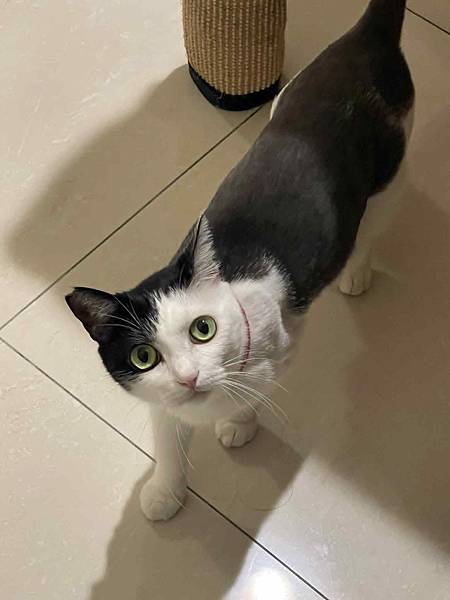 [寵物溝通]爸爸媽媽又出國 貓貓該表達意見了!!