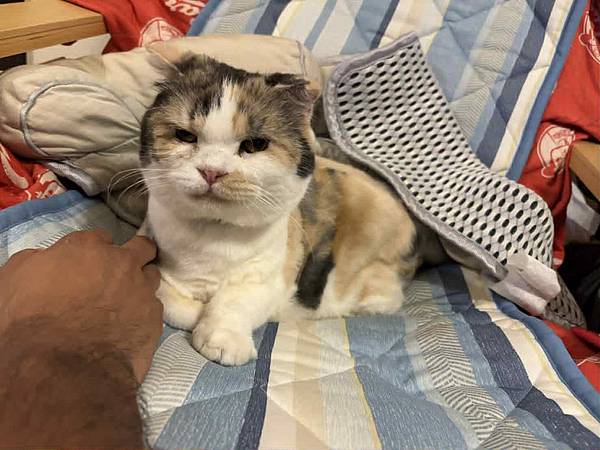 [寵物溝通]爸爸媽媽又出國 貓貓該表達意見了!!