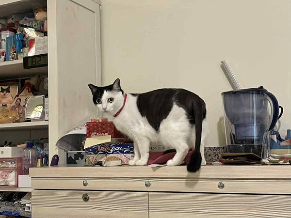 [寵物溝通]爸爸媽媽又出國 貓貓該表達意見了!!