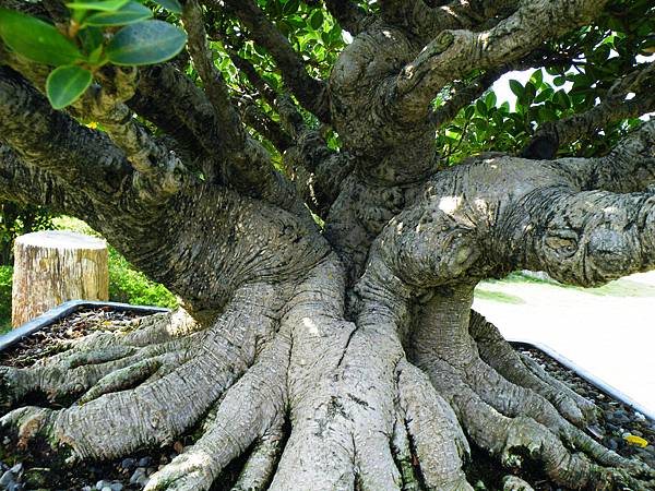 DSCF9474.JPG DSCF9474.JPG