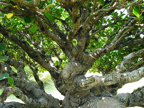 DSCF9475.JPG DSCF9475.JPG