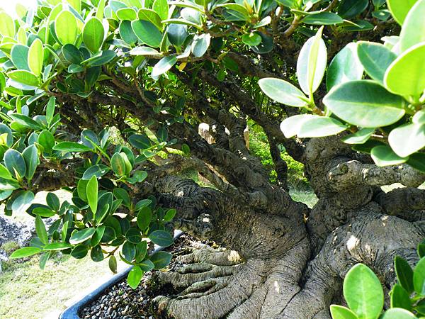 DSCF9476.JPG DSCF9476.JPG