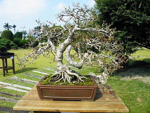 DSCF9477.JPG DSCF9477.JPG