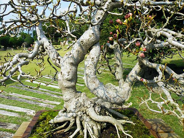 DSCF9479.JPG DSCF9479.JPG