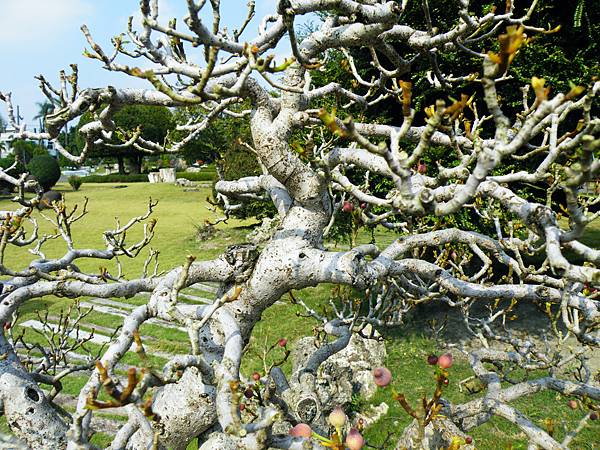 DSCF9480.JPG DSCF9480.JPG