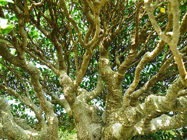 DSCF9486.JPG DSCF9486.JPG